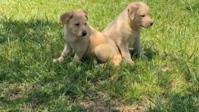 Illustration : En promenade, cette femme découvre 2 chiots abandonnés et fait un choix audacieux pour les aider (vidéo)