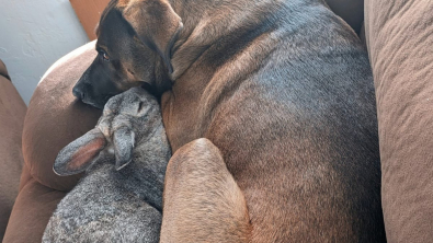 Illustration : "Ce grand chien et ce lapin mignon sont devenus les meilleurs amis du monde (vidéo)"