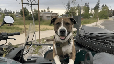 Illustration : "Cette chienne passionnée de moto accompagne son maître en grimpant dans son side-car"