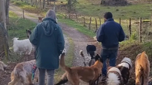 Illustration : "Un couple avec 31 chiens doit déménager et demande de l’aide en ligne pour trouver une nouvelle maison"