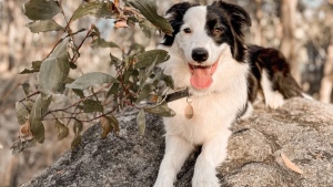 Illustration : "Ce Border Collie a sa réaction bien à lui pour accueillir le petit chiot qui vient de rejoindre le foyer (vidéo)"