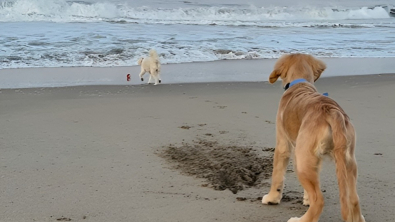 Illustration : "Un chiot en mauvaise posture reçoit l’aide providentielle de son grand frère chien (vidéo)"