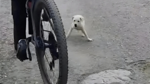 Illustration : "Une cycliste rencontre un chiot en montagne, et, voyant qu’il veut la suivre, elle le met dans son sac (vidéo)"