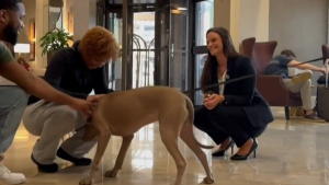 Illustration : "Une chienne de refuge devient directrice du bonheur dans un hôtel pour donner le sourire aux clients (vidéo)"