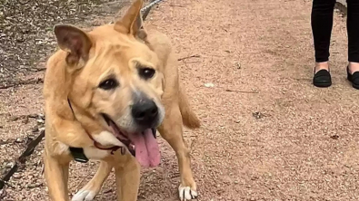 Illustration : Ce vieux chien handicapé cherche une famille aimante depuis plus de 2 ans, jusqu'à sa rencontre avec une femme