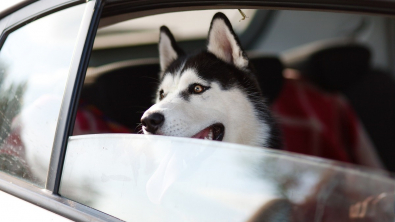 Illustration : "Transporter son chien en voiture : les règles de sécurité"