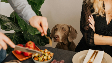 Illustration : "Durant un rendez-vous galant, l’invité ne supporte pas le chien de son hôte et demande à ce qu’il sorte de la maison"