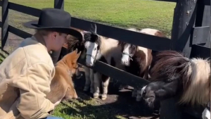 Illustration : "Ce chiot découvre des poneys miniatures pour la première fois et essaye de faire ami-ami avec eux (vidéo)"