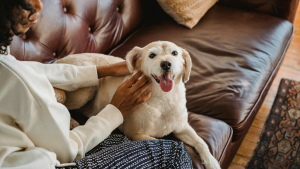 Illustration : "Choisir un chien en fonction de son mode de vie"