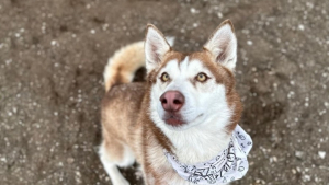 Illustration : "En quête de ce qu’elle souhaitait le plus au monde, cette chienne Husky a fugué à maintes reprises du refuge"