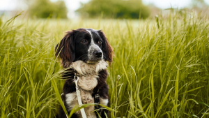 Illustration : "Comment détecter et prévenir les parasites chez son chien"