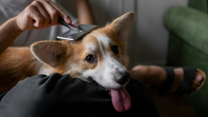 Illustration : "Les erreurs à éviter lors du toilettage de son chien"