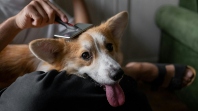 Illustration : Les erreurs à éviter lors du toilettage de son chien