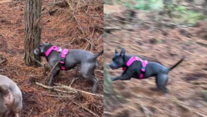 Illustration : "Ces propriétaires font des heures de trajet en voiture chaque jour pour le bien-être de leur chien (vidéo)"