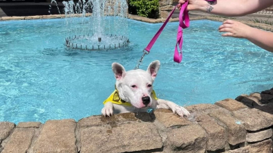 Illustration : "Cette chienne amoureuse de l’eau plonge dans une fontaine en plein milieu d’un événement d’adoption"