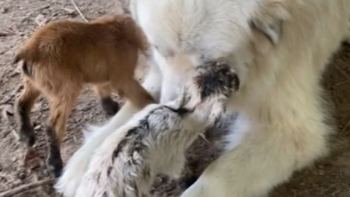 Illustration : "Une Patou guidée par son instinct maternel et protecteur se prend d'affection pour 2 chevreaux nouveau-nés (vidéo)"