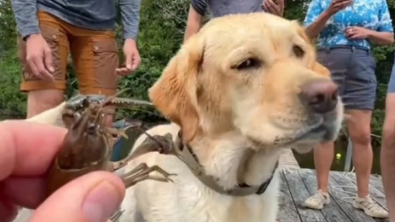 Illustration : "Quand Mabel, la Labrador Retriever, fait connaissance avec une écrevisse pour la première fois (vidéo)"