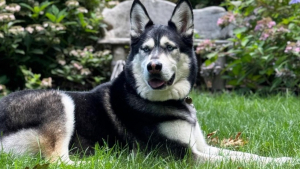 Illustration : "Après avoir été rejeté à plusieurs reprises, Milo, le Husky Sibérien, trouve enfin la famille parfaite (vidéo)"