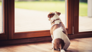 Illustration : "Gérer l’anxiété de séparation chez le chien"