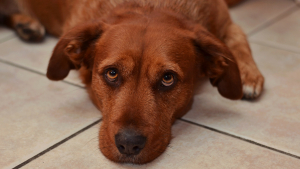 Illustration : "Décrypter les signaux de stress chez le chien"