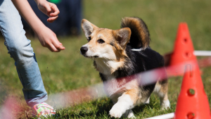 Illustration : "Les activités à faire avec son chien pour renforcer les liens"