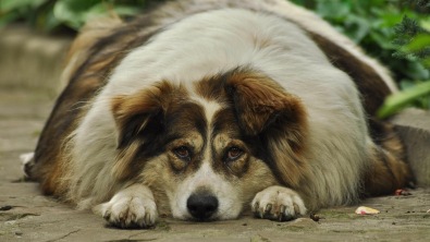 Illustration : Programme de remise en forme pour un chien en surpoids