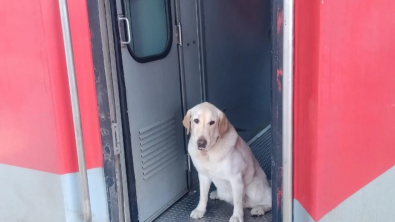 Illustration : "Ce chien militaire senior a droit à un hommage émouvant pour célébrer sa fin de carrière (vidéo)"