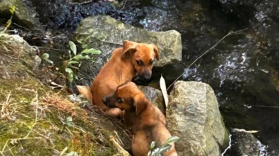 Illustration : "Des promeneurs découvrent 3 chiots apeurés et abandonnés au bord de l’eau"