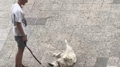 Illustration : Ce Golden Retriever se met en scène de façon dramatique pour ne pas rentrer de sa promenade (vidéo)