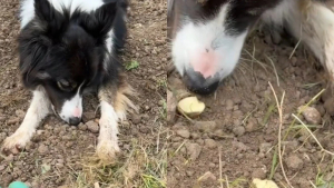 Illustration : "Ce Border Collie au flair aiguisé aide sa maîtresse à s’occuper de son jardin (vidéo)"