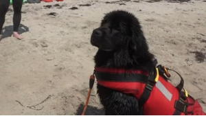 Illustration : "À 11 mois, Bell, la chienne Terre-Neuve future sauveteur en mer, suit sa formation avec assiduité "