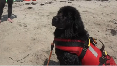 Illustration : "À 11 mois, Bell, la chienne Terre-Neuve future sauveteur en mer, suit sa formation avec assiduité "