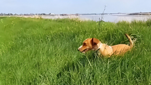 Illustration : "Une chienne fait une allergie durant une promenade et sa maîtresse la soigne grâce à sa trousse de secours (vidéo)"