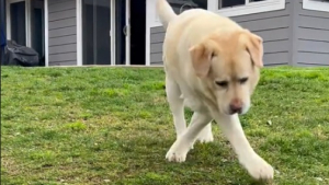 Illustration : "Enzo, le Labrador Retriever handicapé, réapprend à vivre aux côtés de ses maîtres bienveillants (vidéo)"