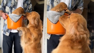 Illustration : "Cette Golden Retriever devient folle de joie au moment d’accueillir sa nouvelle amie dans sa maison (vidéo)"