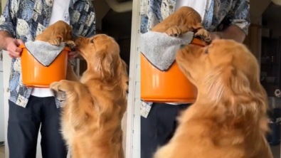 Illustration : Cette Golden Retriever devient folle de joie au moment d’accueillir sa nouvelle amie dans sa maison (vidéo)