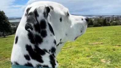 Illustration : Ce Dalmatien aime tellement sa maîtresse qu’il préfère rester avec elle plutôt que de jouer dans le pré (vidéo)