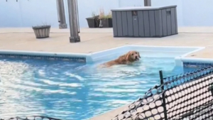 Illustration : "Tucker, le Golden Retriever têtu, a décidé qu’il irait se baigner lorsqu’il l’a décidé, malgré la barrière installée par ses maîtres (vidéo)"