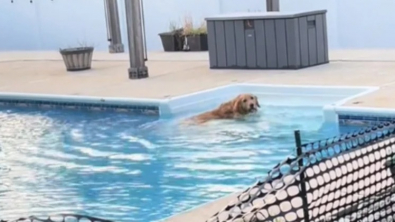 Illustration : Tucker, le Golden Retriever têtu, a décidé qu’il irait se baigner lorsqu’il l’a décidé, malgré la barrière installée par ses maîtres (vidéo)