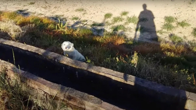 Illustration : "Un chien abandonné dans la nature croise la route d’un joggeur et le suit pour devenir son ami"