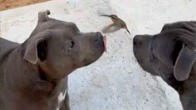 Illustration : "Ces 2 Pitbulls deviennent amis avec un adorable colibri sauvage (vidéo)"