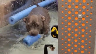 Illustration : "Cette chienne mécontente de faire des exercices sur tapis roulant fait part de sa colère de manière amusante (vidéo)"