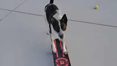 Illustration : "Cette chienne joueuse a appris à faire du skateboard dès l’enfance (vidéo)"