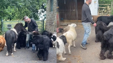 Illustration : "Dans ce paradis animalier, chiens et poneys se précipitent chaque jour pour saluer leur maître"