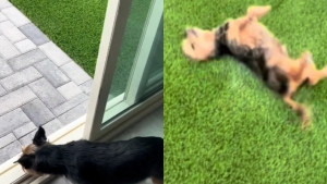 Illustration : "Ce chien senior d’appartement change de maison et découvre avec joie son tout premier jardin (vidéo)"