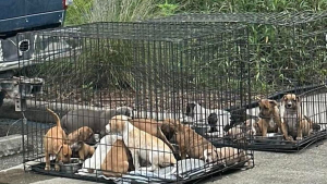 Illustration : "Des refuges se mobilisent pour sauver 16 chiots malades et blessés abandonnés dans des cages sur le parking d’un magasin"