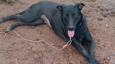 Illustration : Cette chienne de refuge malchanceuse retrouve enfin le sourire grâce à une promenade en extérieur (vidéo)