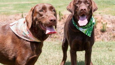 Illustration : "Un duo inséparable de Labradors Retrievers cherche un nouveau foyer après avoir tout perdu"