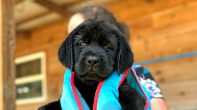 Illustration : "Ce chiot Labrador se lance avec courage dans sa toute première baignade (vidéo)"