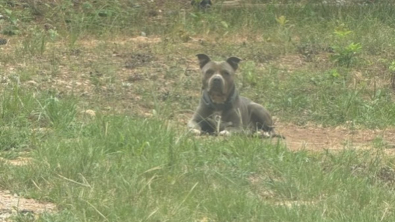 Illustration : Ce chien négligé et laissé dehors en plein soleil fait la rencontre d’une dame qui tente de le sauver (vidéo)